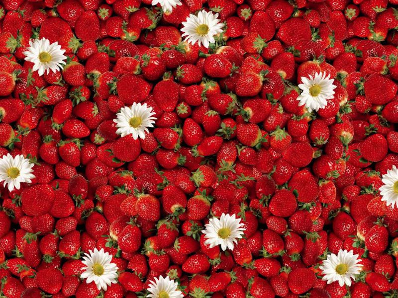 Cerata 140 Florista 01156-00 w Rolkach